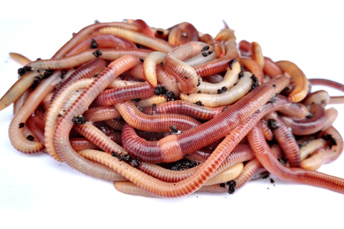 Черви (30-35 шт)